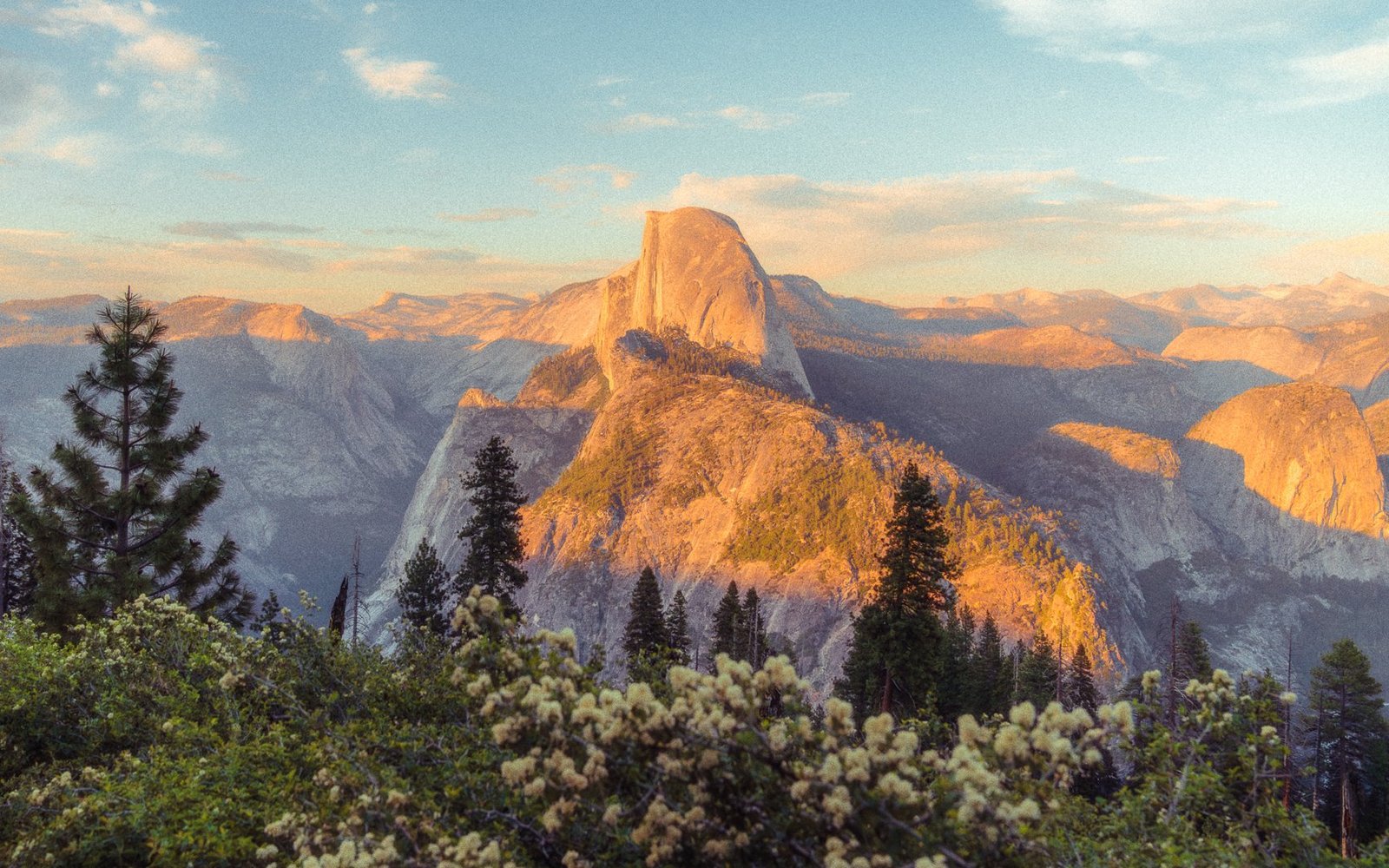 Half Dome at golden hour with wildflowers and pine trees in foreground at Yosemite
